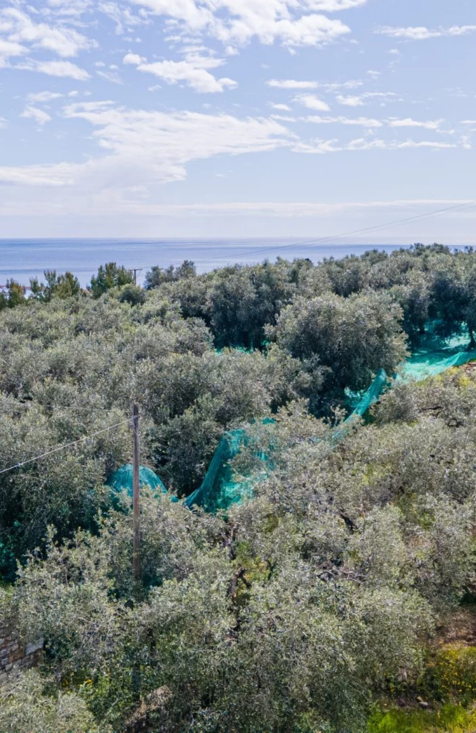 Tenuta con due Ville Indipendenti Immerse nel Verde